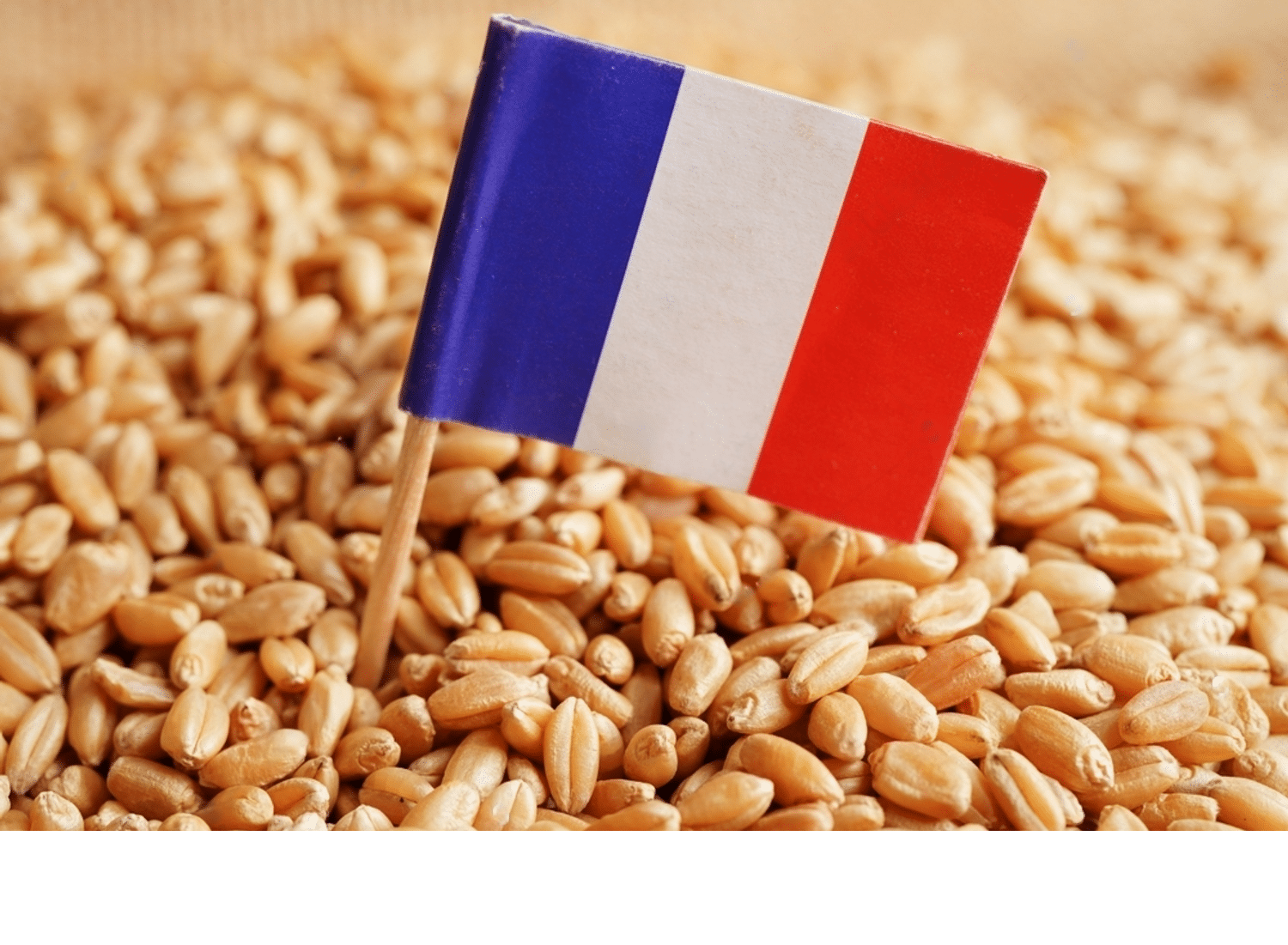 stock-photo-france-on-grain-wheat-trade-export-and-economy-concept-2261775435-transformed